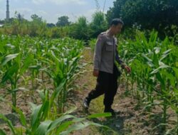 Ubah Lahan Tidur Jadi Pekarangan Bergizi, Cara Polisi Perampuan Perkuat Kedaulatan Pangan Masyarakat
