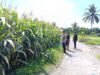 Bhabinkamtibmas Desa Aikmel Timur Monitoring Tanaman Jagung Warga untuk Dukung Ketahanan Pangan