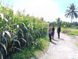 Bhabinkamtibmas Desa Aikmel Timur Monitoring Tanaman Jagung Warga untuk Dukung Ketahanan Pangan