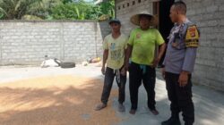 Personel Polsek Labuapi Turun Tangan Pastikan Kualitas Panen Jagung Petani Melimpah