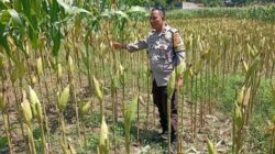 Polsek Labuapi Kawal Petani Jagung Lombok Barat Hadapi Panen
