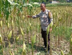 Polsek Labuapi Kawal Petani Jagung Lombok Barat Hadapi Panen