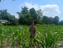 Bhabinkamtibmas Lombok Barat Kawal Ketahanan Pangan Desa