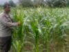Langkah Nyata Polsek Labuapi Kawal Kemandirian Pangan Nasional Melalui Pendampingan Petani Jagung