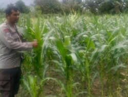 Langkah Nyata Polsek Labuapi Kawal Kemandirian Pangan Nasional Melalui Pendampingan Petani Jagung