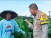 Bhabinkamtibmas Desa Bagik Papan Laksanakan Silaturahmi dan Cek Tanaman Jagung, Dukung Program Ketahanan Pangan