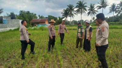 Waka Polres Lombok Tengah Mengecek Lahan Jagung di Dusun Arjangka Kecamatan Pringgarata