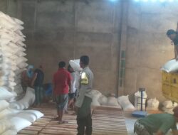 Stok Pangan Aman! Puluhan Ton Jagung Hasil Panen Petani Mareje Resmi Membanjiri Gudang Bulog