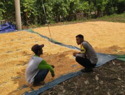 Panen Jagung Warga Dipantau Polisi, Distribusi ke Bulog Didorong