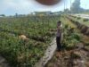 Bhabinkamtibmas Desa Tarusa Pantau Ketahanan Pangan Palawija di Pekarangan Warga
