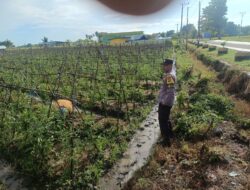 Bhabinkamtibmas Desa Tarusa Pantau Ketahanan Pangan Palawija di Pekarangan Warga