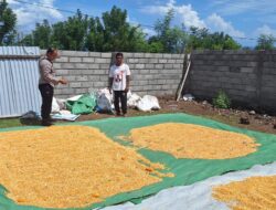Bhabinkamtibmas Beri Motivasi Petani, Penjemuran Jagung di Tolokalo Berjalan Lancar
