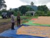 Bhabinkamtibmas Desa Pekat Pantau Panen Raya Jagung, Dukung Ketahanan Pangan Nasional