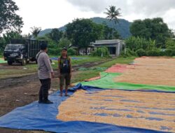 Bhabinkamtibmas Desa Pekat Pantau Panen Raya Jagung, Dukung Ketahanan Pangan Nasional