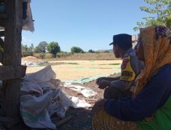 Bhabinkamtibmas Polsek Pekat Pantau Panen Jagung Warga, Dukung Ketahanan Pangan Nasional