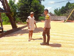 Bhabinkamtibmas Desa Beringin jaya Pantau Panen Jagung Warga, Dorong Pemanfaatan Lahan Pekarangan