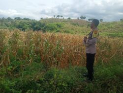 BHABINKAMTIBMAS DESA KIDANG TINJAU LAHAN JAGUNG WARGA DUKUNG KETAHANAN PANGAN