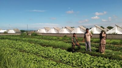 Babinsa Dampingi Petani Sawi Perkuat Ketahanan Pangan Desa