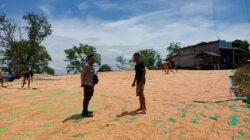 Bhabinkamtibmas Polsek Pekat Pantau Penjemuran Jagung, Dorong Warga Perkuat Ketahanan Pangan