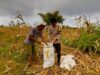 Dorong Petani Sejahtera, Bhabinkamtibmas Desa Poja Sape Loby Bulog Serap Hasil Panen Jagung