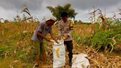 Dorong Petani Sejahtera, Bhabinkamtibmas Desa Poja Sape Loby Bulog Serap Hasil Panen Jagung