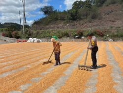 Dukung Ketahanan Pangan Nasional, Bhabinkamtibmas Rhee Loka Sambangi Petani Jagung
