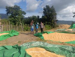BHABINKAMTIBMAS DESA ADU POLSEK HU’U LAKUKAN PEMANTAUAN HASIL PANEN JAGUNG WARGA