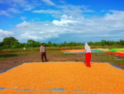 DUKUNG SWASEMBADA PANGAN, BHABINKAMTIBMAS DESA DOROPETI BERIKAN MOTIVASI KEPADA PETANI