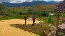 POLSEK HU’U DORONG PETANI JAGUNG TINGKATKAN PRODUKTIVITAS HASIL PANEN