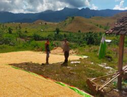 POLSEK HU’U DORONG PETANI JAGUNG TINGKATKAN PRODUKTIVITAS HASIL PANEN
