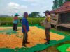 BHABINKAMTIBMAS DESA JALA LAKUKAN PEMANTAUAN PENJEMURAN JAGUNG WARGA DALAM DUKUNG KETAHANAN PANGAN NASIONAL