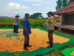 BHABINKAMTIBMAS DESA JALA LAKUKAN PEMANTAUAN PENJEMURAN JAGUNG WARGA DALAM DUKUNG KETAHANAN PANGAN NASIONAL