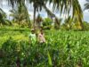 BHABINKAMTIBMAS POLSEK PEKAT MONITORING LAHAN JAGUNG WARGA DUKUNG KETAHANAN PANGAN NASIONAL