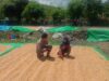 BHABINKAMTIBMAS POLSEK HU’U LAKSANAKAN PEMANTAUAN JAGUNG WARGA DALAM DUKUNG PROGRAM KETAHANAN PANGAN NASIONAL