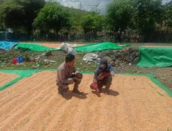 BHABINKAMTIBMAS POLSEK HU’U LAKSANAKAN PEMANTAUAN JAGUNG WARGA DALAM DUKUNG PROGRAM KETAHANAN PANGAN NASIONAL