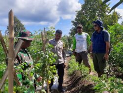 BHABINKAMTIBMAS POLSEK PEKAT PANTAU LAHAN PERTANIAN SAYUR WARGA DUKUNG KETAHANAN PANGAN
