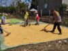 BHABINKAMTIBMAS POLSEK KEMPO PANTAU HASIL PANEN JAGUNG WARGA DUKUNG KETAHANAN PANGAN NASIONAL