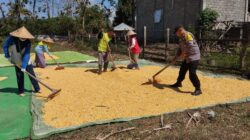 BHABINKAMTIBMAS POLSEK KEMPO PANTAU HASIL PANEN JAGUNG WARGA DUKUNG KETAHANAN PANGAN NASIONAL