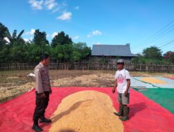 PANEN JAGUNG MELIMPAH, POLSEK HU’U AJAK WARGA TINGKATKAN PRODUKSI PERTANIAN
