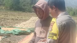 BHABINKAMTIBMAS DESA RASABOU PANTAU HASIL PANEN JAGUNG WARGA