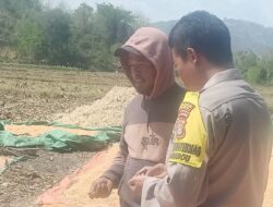 BHABINKAMTIBMAS DESA RASABOU PANTAU HASIL PANEN JAGUNG WARGA