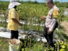 Wujud Dukungan Asta Cita, Bhabinkamtibmas Rhee Loka Turun Langsung Bantu Warga Panen Cabai