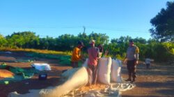 BHABINKAMTIBMAS POLSEK PEKAT MONITORING HASIL PANEN JAGUNG WARGA DI DESA DOROPETI