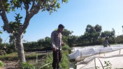 BHABINKAMTIBMAS POLSEK MANGGELEWA JALIN SILATURAHMI DAN BERIKAN MOTIVASI KEPADA PETANI SAYUR