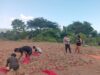 BHABINKAMTIBMAS POLSEK MANGGELEWA MONITORING HASIL PANEN BAWANG WARGA BINAAN
