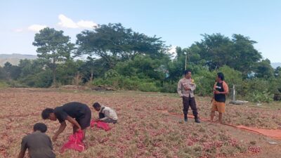BHABINKAMTIBMAS POLSEK MANGGELEWA MONITORING HASIL PANEN BAWANG WARGA BINAAN