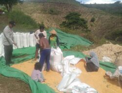 Kapolsek Woja: Bhabinkamtibmas Berperan Aktif Mendukung Produktivitas Pertanian Masyarakat