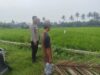 Bhabinkamtibmas Desa Bagik Nyaka Santri Monitoring Tanaman Jagung Warga untuk Dukung Ketahanan Pangan
