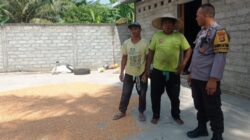 Bhabinkamtibmas Kuranji Dampingi Petani Jagung Raih Swasembada