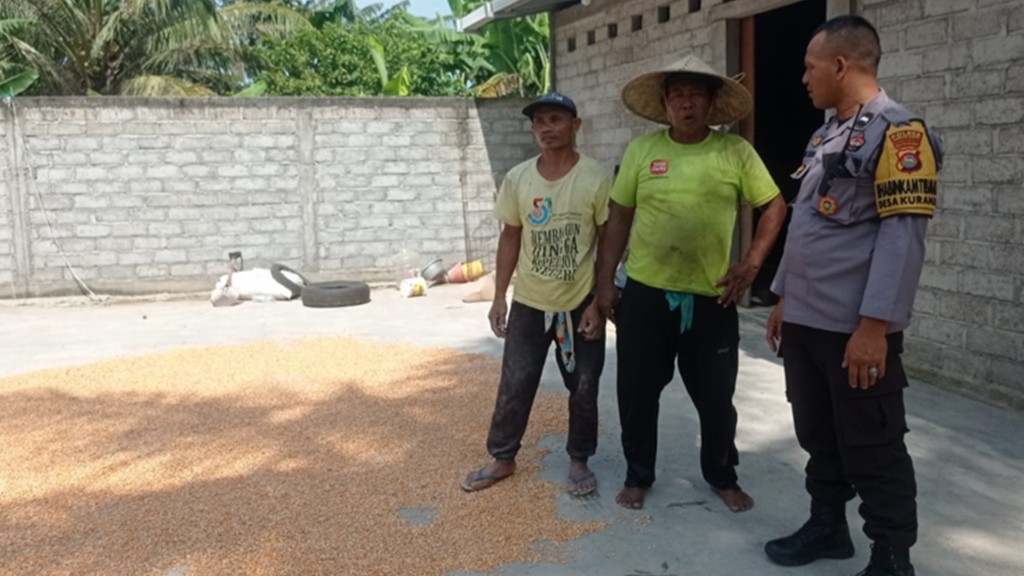 Cara Bhabinkamtibmas Desa Kuranji Jaga Kualitas Panen Jagung Warga